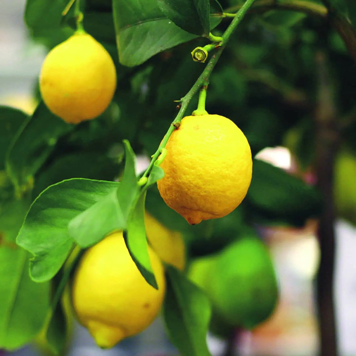 Espaliered Eureka Lemon Tree
