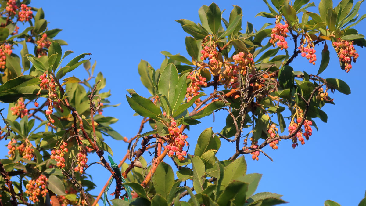 Marina strawberry tree in a botanical garden — representative mature form; cultivar413, CC BY 2.0