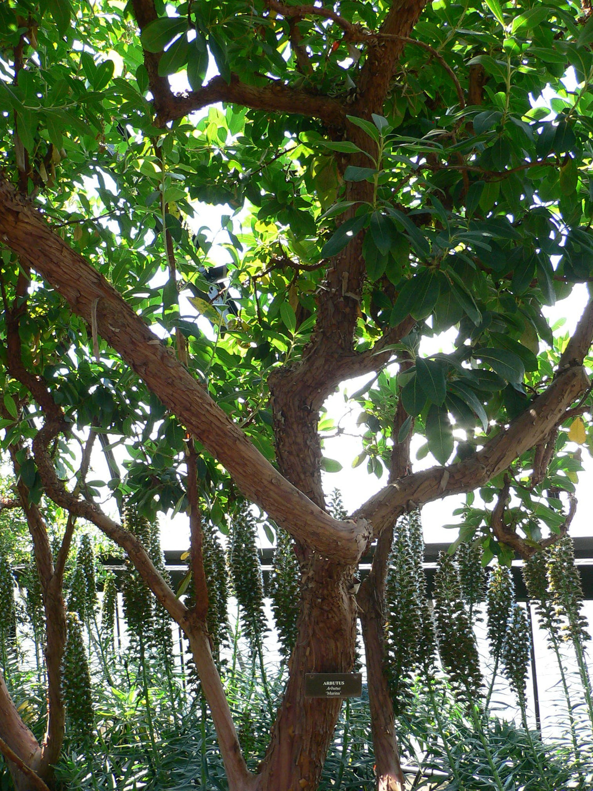 Marina strawberry tree — representative mature tree; Mark Pellegrini, CC BY-SA 2.5