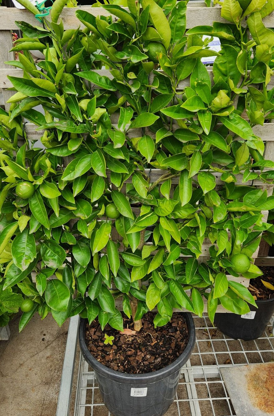 Espaliered Eureka Lemon Tree