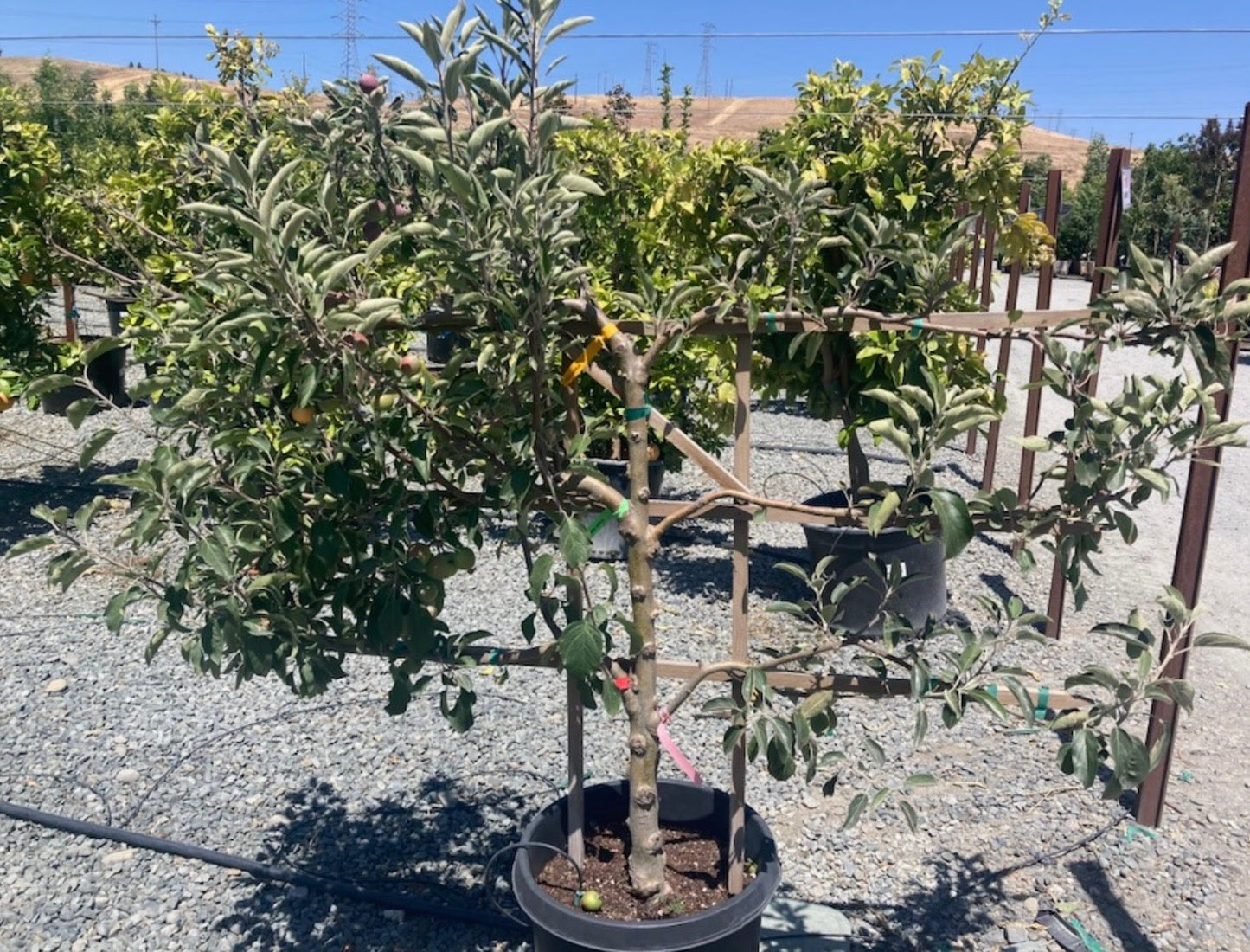 Apple 6-N-1 Multi-Grafted 3-Tier Espalier 15 gal