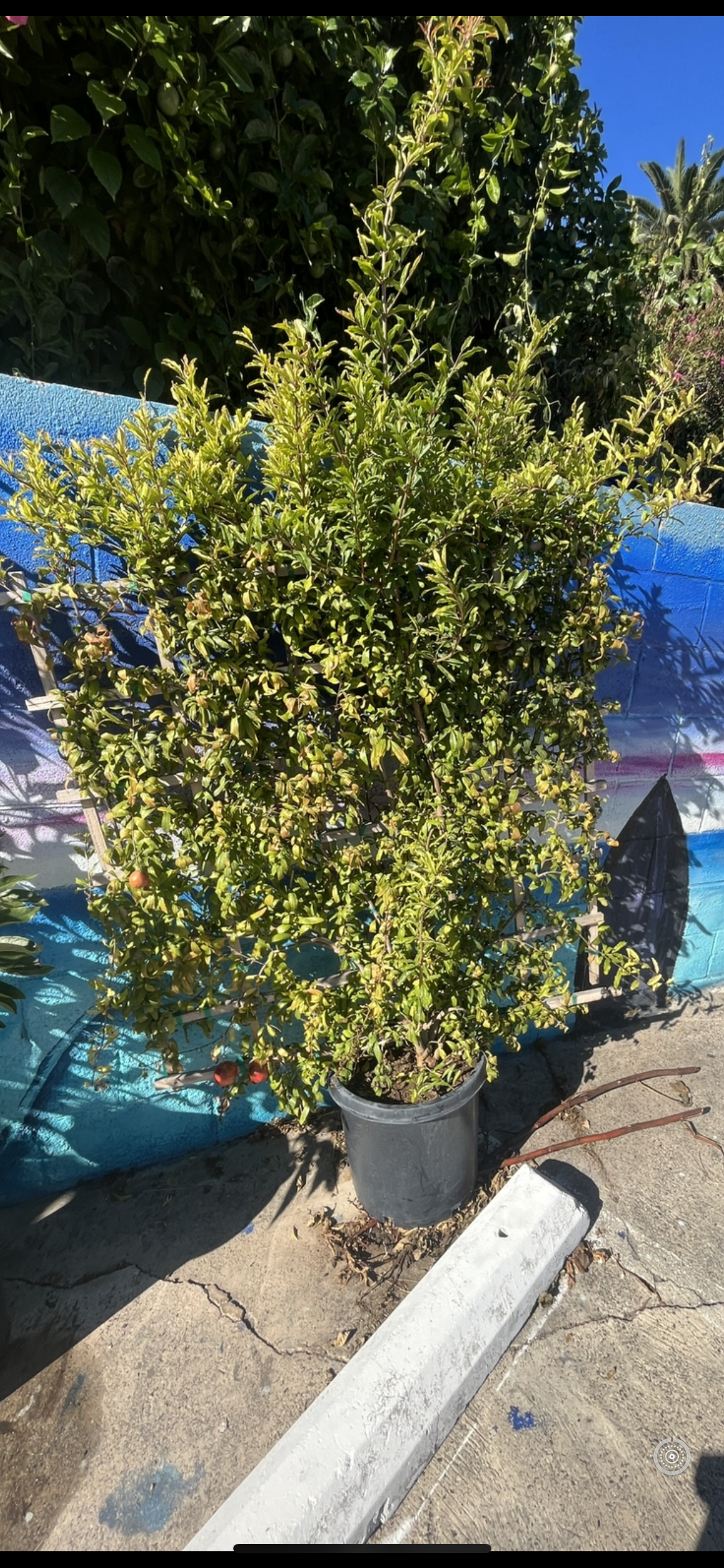 Pomegranate 'Wonderful' Espalier