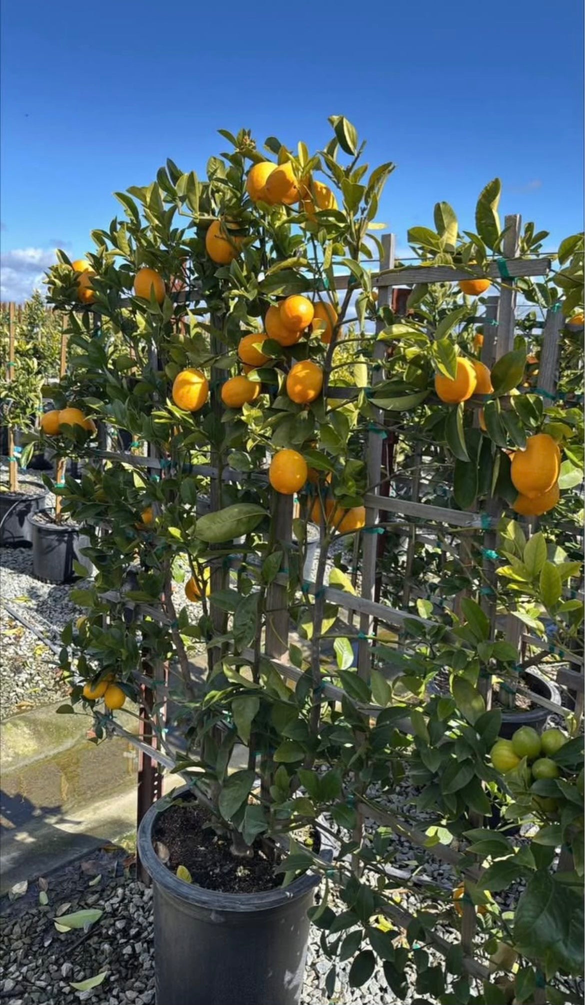Espaliered Meyer Lemon