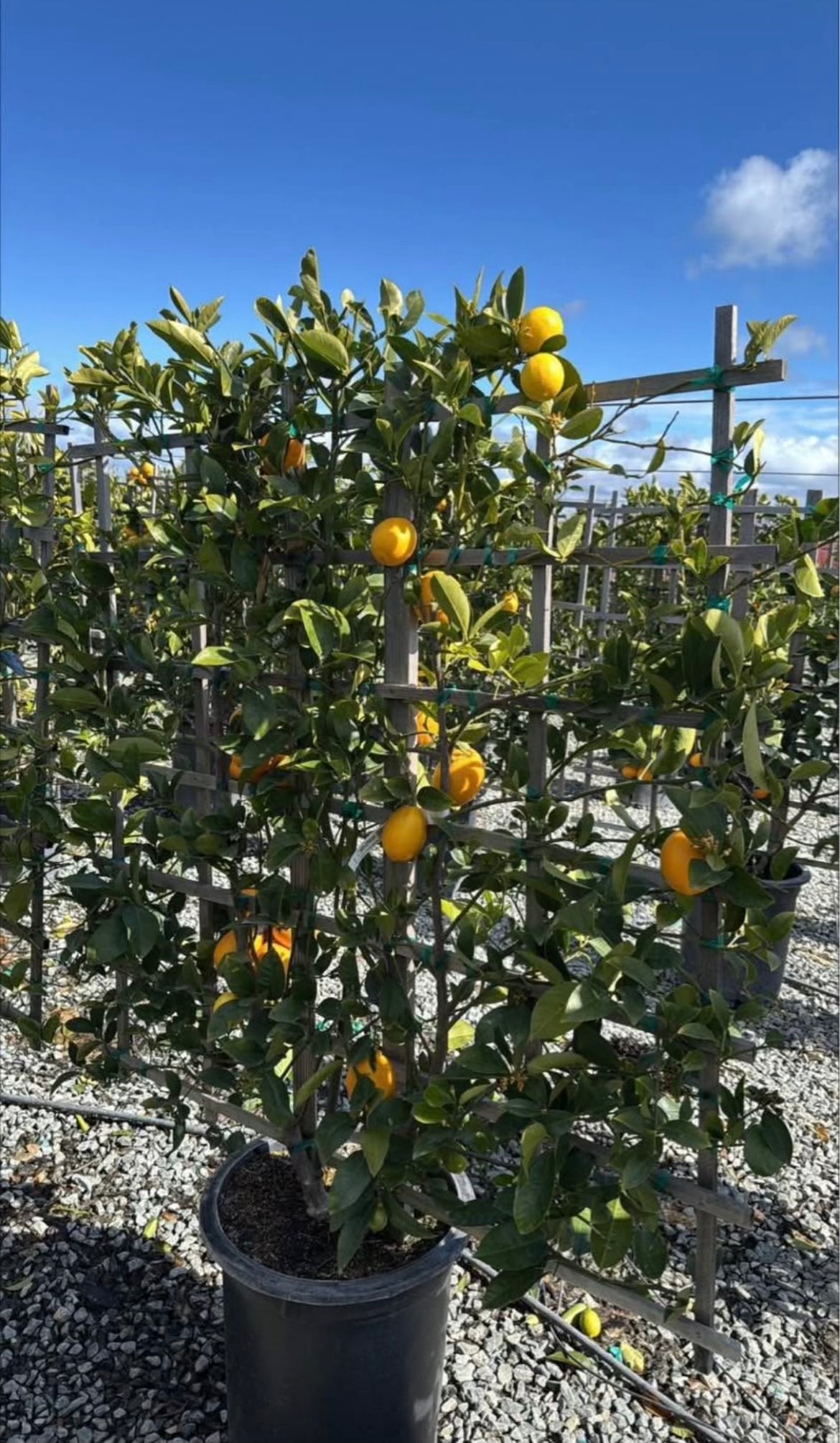 Espaliered Meyer Lemon