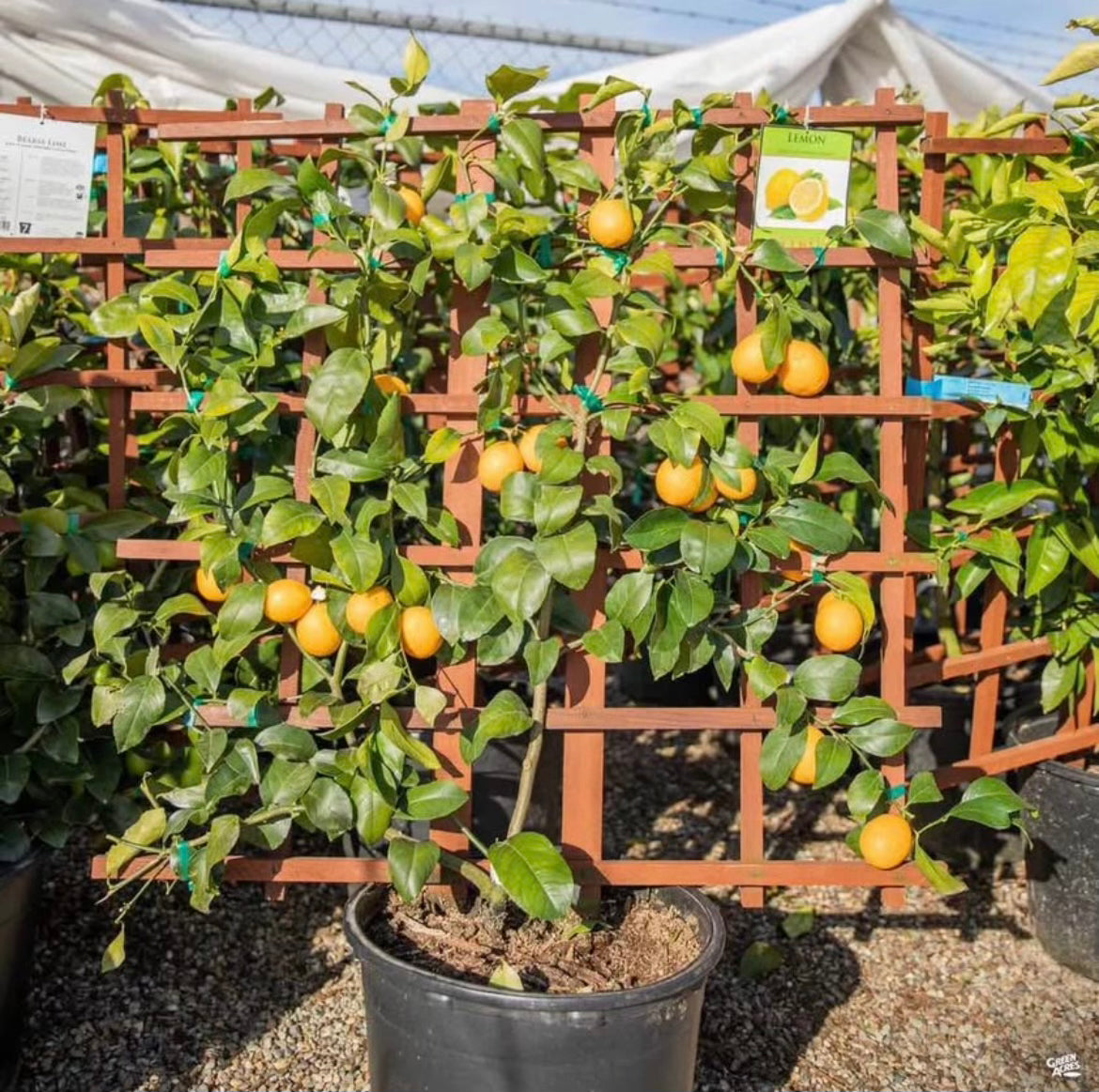 Espaliered Meyer Lemon