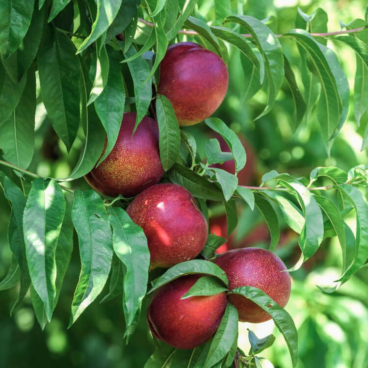 Snow Queen nectarine — representative photograph.