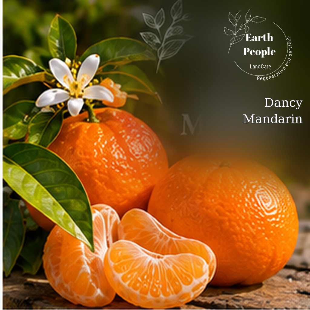 Dancy mandarin botanical illustration with orange fruit and leaves, branded Earth People Landcare Orange County; conceptual artwork, not an actual tree photograph.
