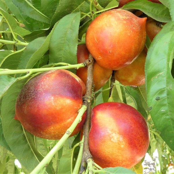 Nectarine Double Delight