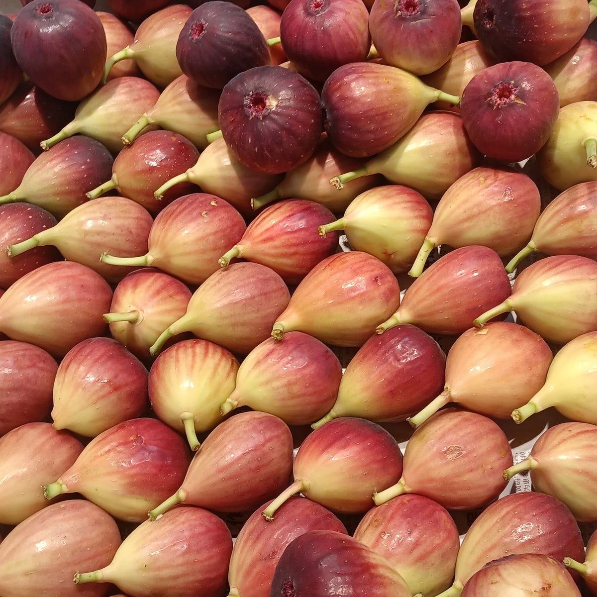 Illustrative related fruit stock photo; not identified as Little Miss Figgy Dwarf Fig cultivar or the actual nursery plant