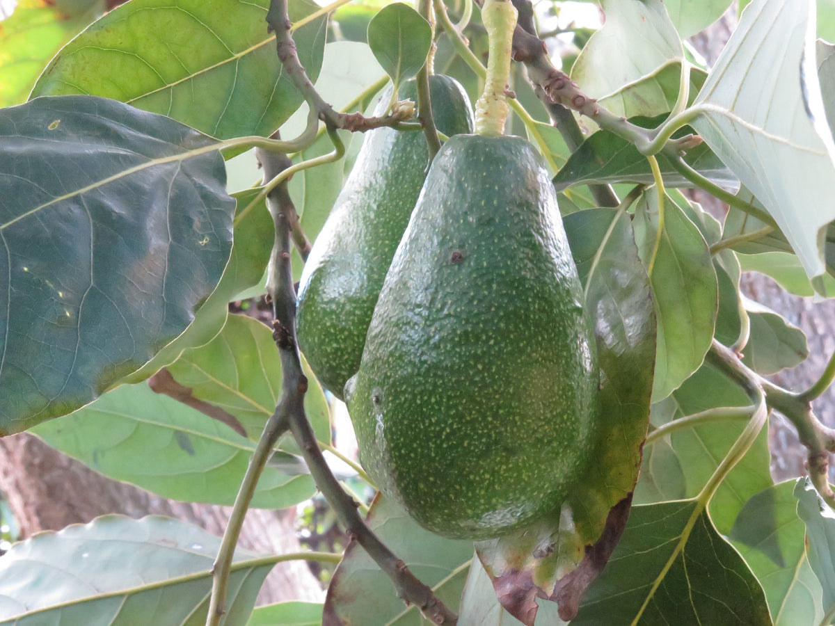Representative avocado tree photograph for Little Cado listing; cultivar not verified