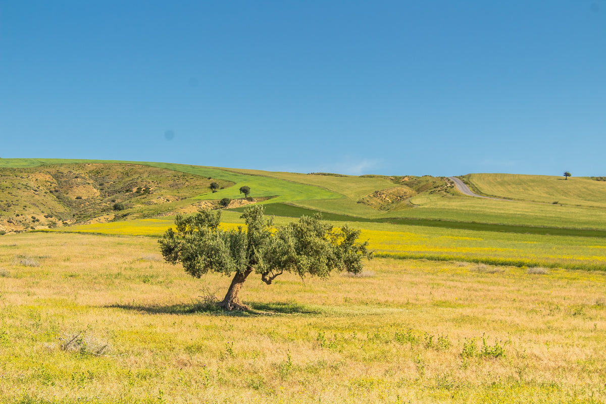 Representative olive tree photograph; not verified as the specific named cultivar or current nursery specimen