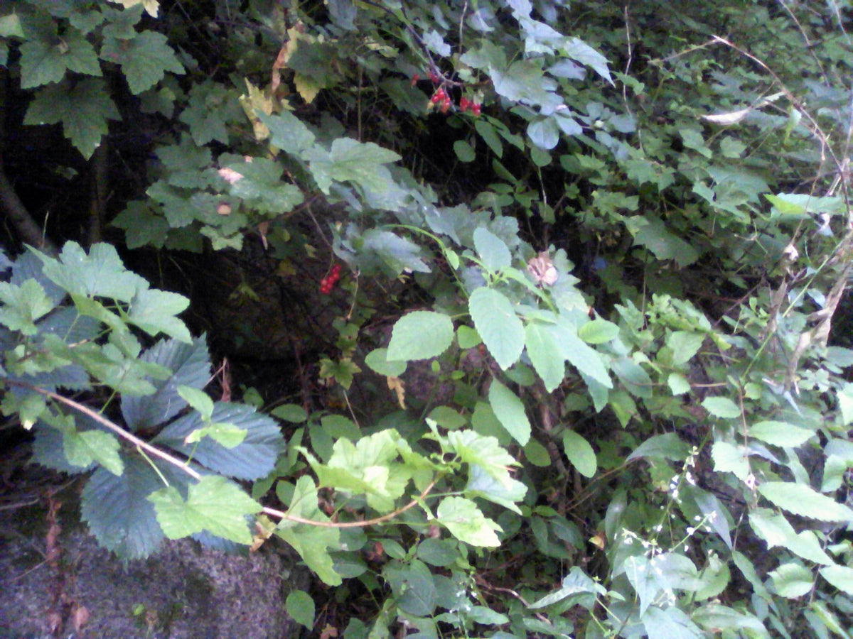 Generic illustrative Berry Plant fruit; not confirmed as Jostaberry cultivar or nursery plant