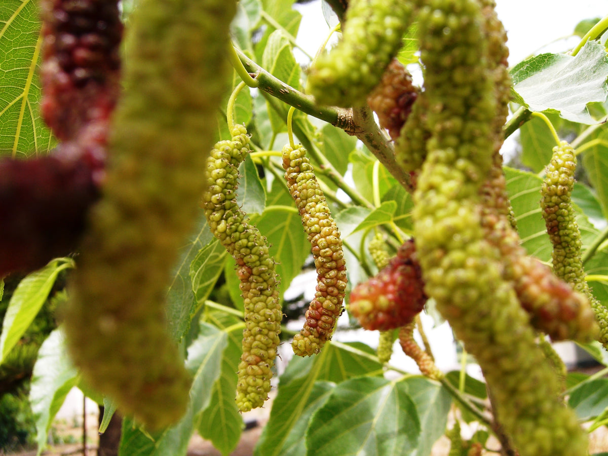 Species-reference mulberry photo; not confirmed as Pakistan Fruiting Mulberry cultivar or exact nursery plant