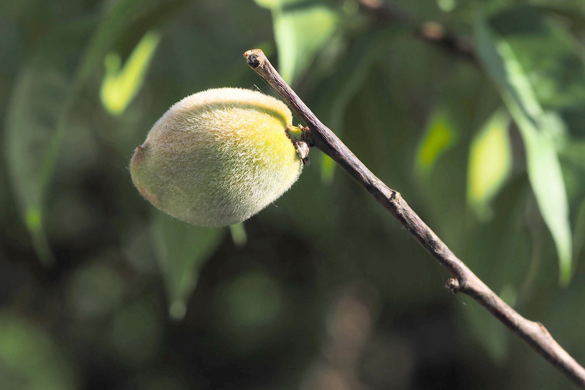 Illustrative related fruit stock photo; not identified as Panamint Nectarine cultivar or the actual nursery plant