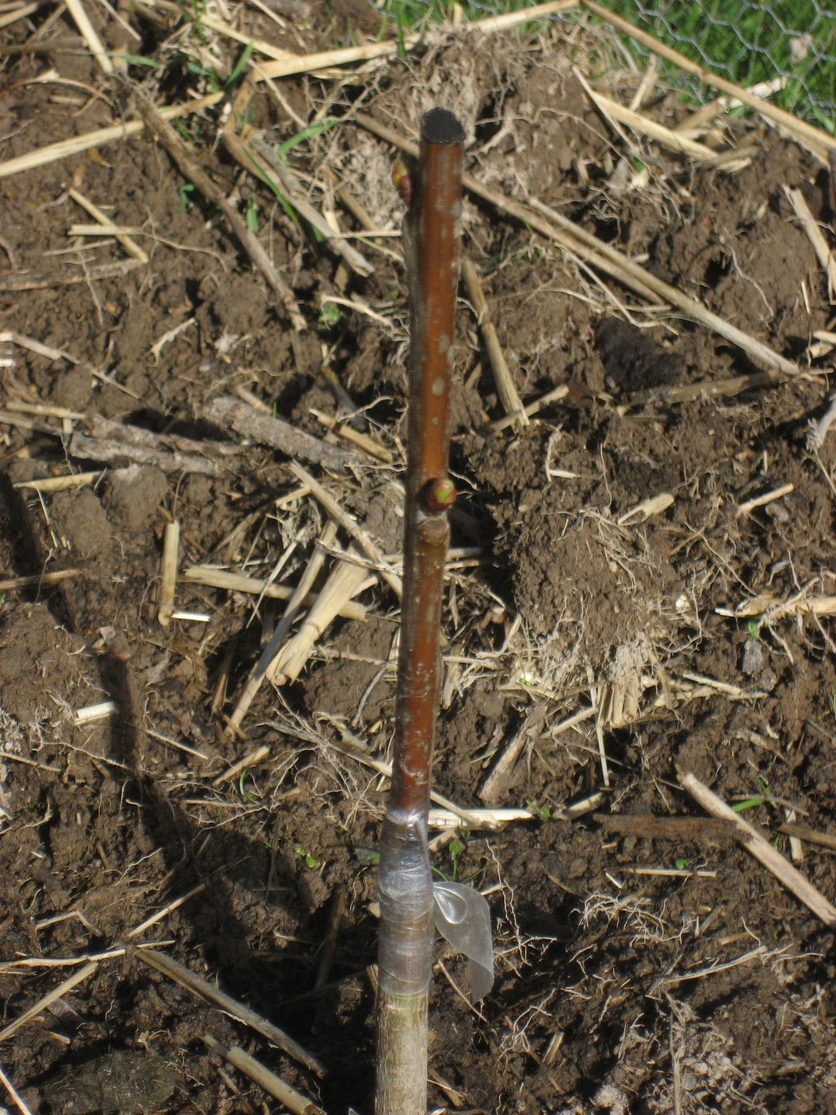 Illustrative cherry grafting photograph; not actual nursery specimen or promised graft combination