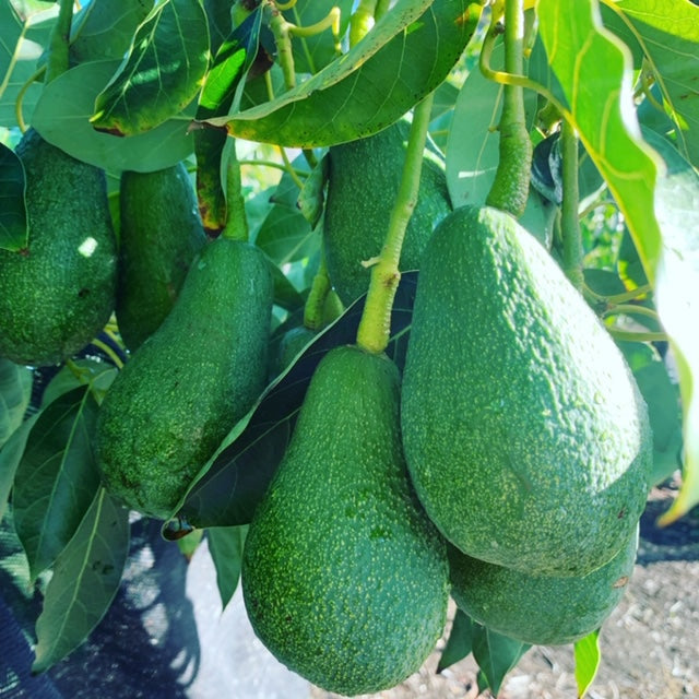 Fuerte B-type avocado tree included in the avocado pollination pair