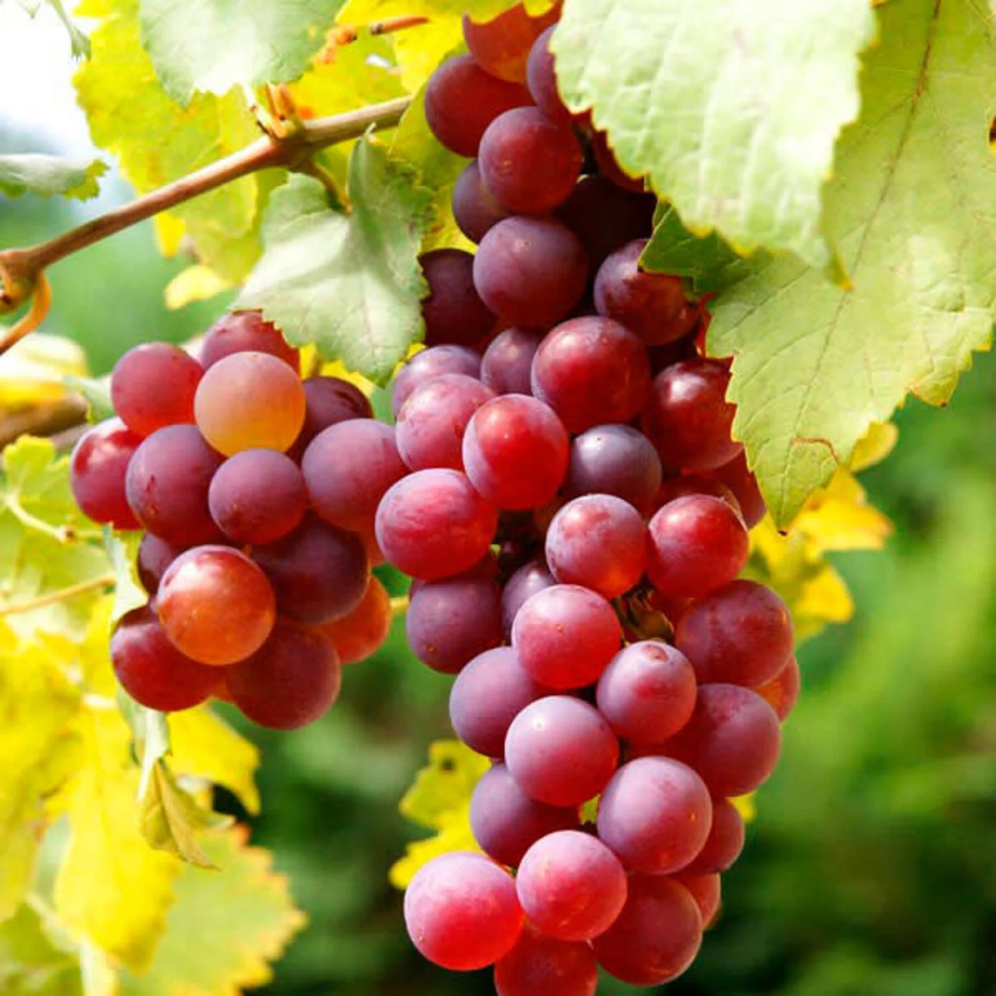 Flame Seedless European Grape