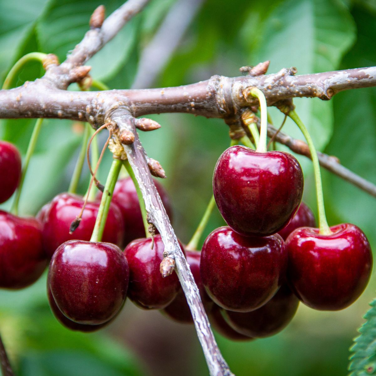 Lapins Sweet Cherry