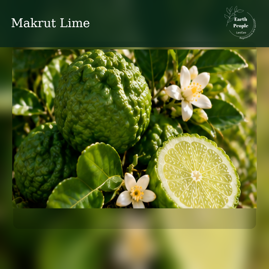 Makrut lime (Citrus hystrix) botanical illustration showing characteristic bumpy green rind and aromatic leaves; Earth People Landcare. AI illustration, not actual nursery stock.