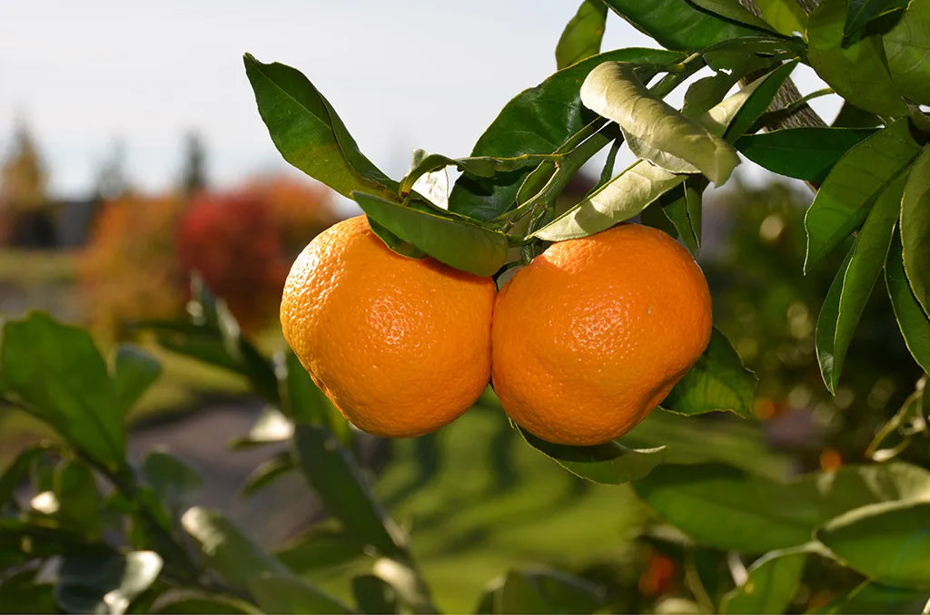 Owari Satsuma Mandarin (Low Seeds)