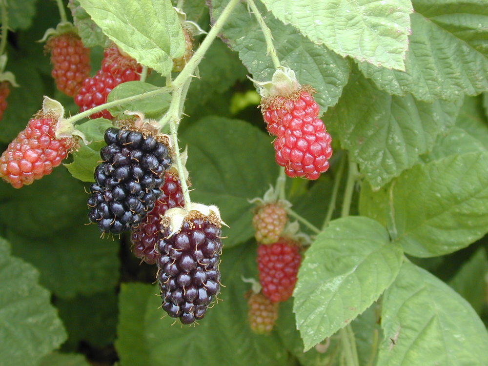 Marionberry