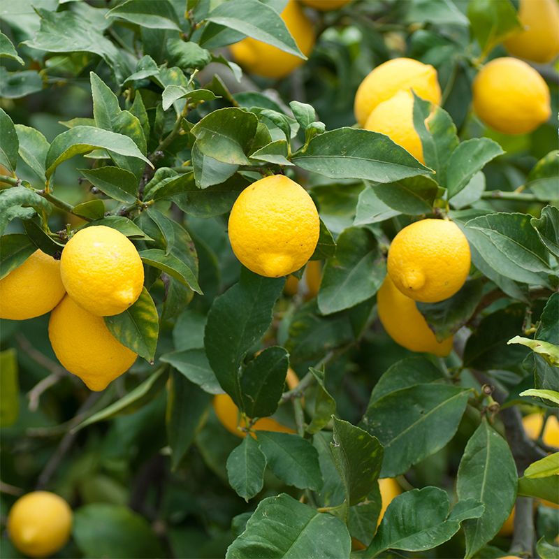 Meyer Lemon