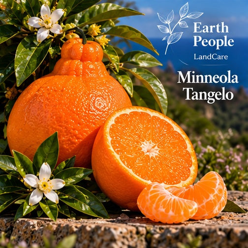 Illustrative botanical artwork of Minneola tangelo fruit and citrus foliage with Earth People Landcare branding; not a photograph of the actual nursery specimen or independently verified cultivar fruit.
