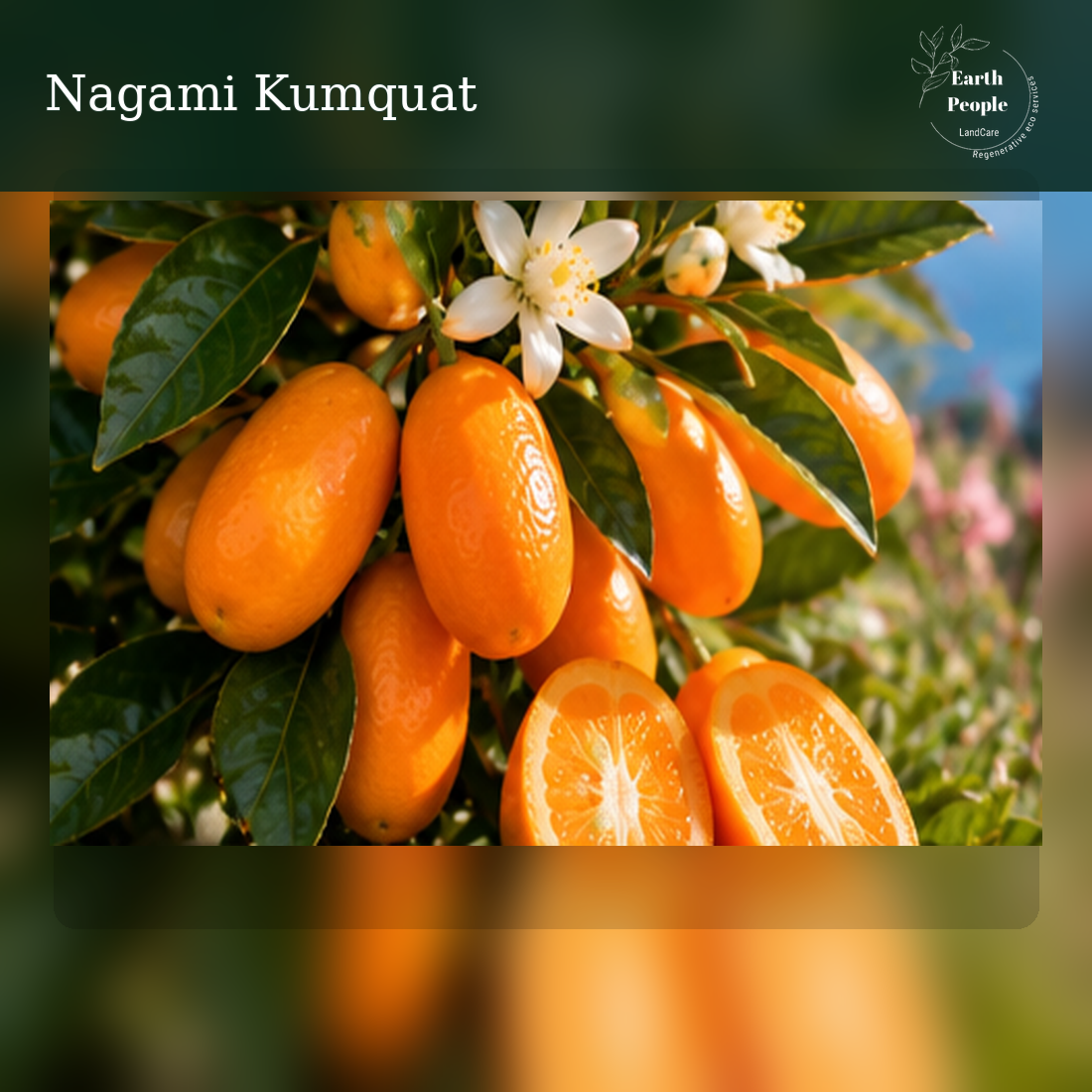 Nagami kumquat botanical illustration showing small elongated orange kumquats and foliage; Earth People Landcare. AI illustration, not actual nursery stock.