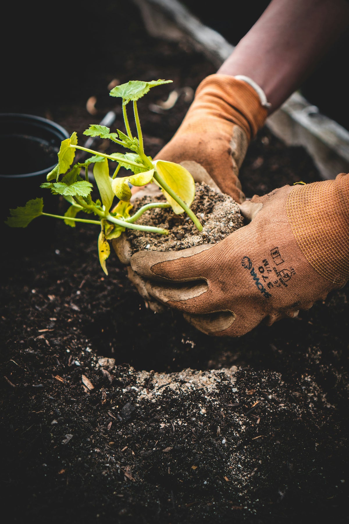 Gloved hands professionally planting a young plant in soil