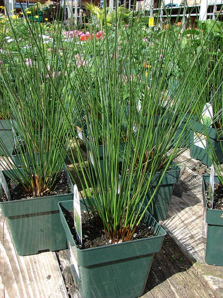 Juncus effusus soft rush upright green stems in growing containers; representative species photo by Forest and Kim Starr, CC BY 2.0