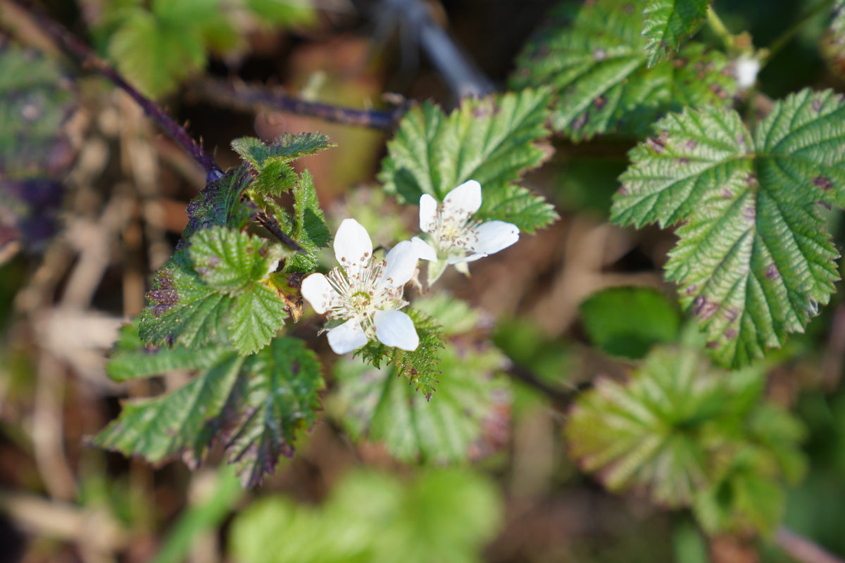 California Native Blackberry, Pacific Blackberry — representative plant photograph, not the actual nursery specimen