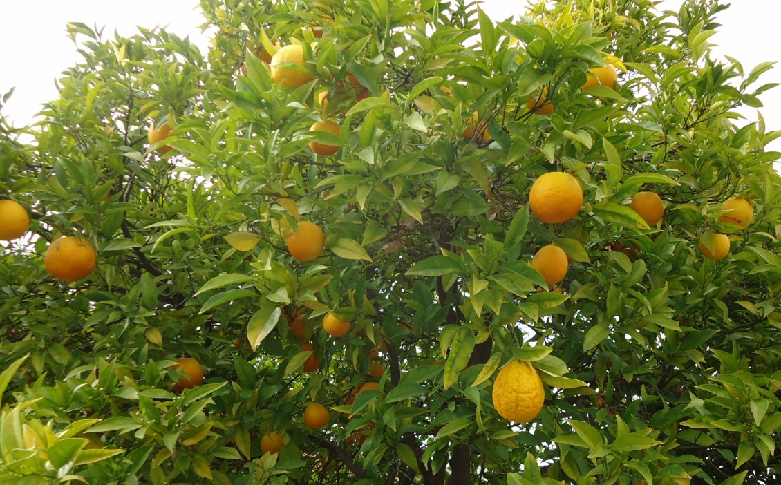 Sanguinelli Blood Orange — representative plant photograph, not the actual nursery specimen; cultivar not verified