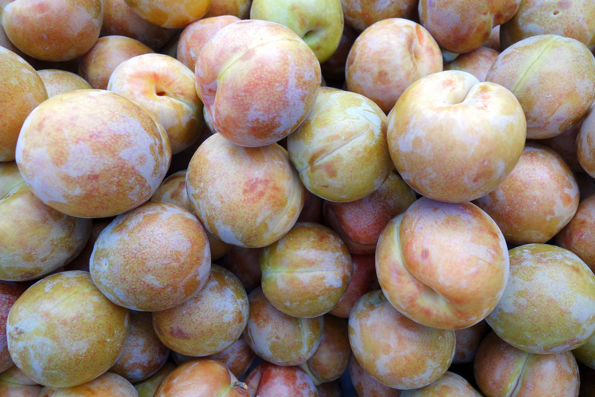 Flavor King Pluot — representative photograph; not the sale specimen; cultivar not verified