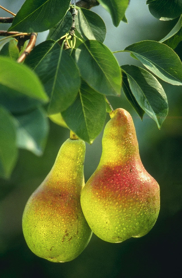 Monterey Pear — representative photograph; not the sale specimen; cultivar not verified