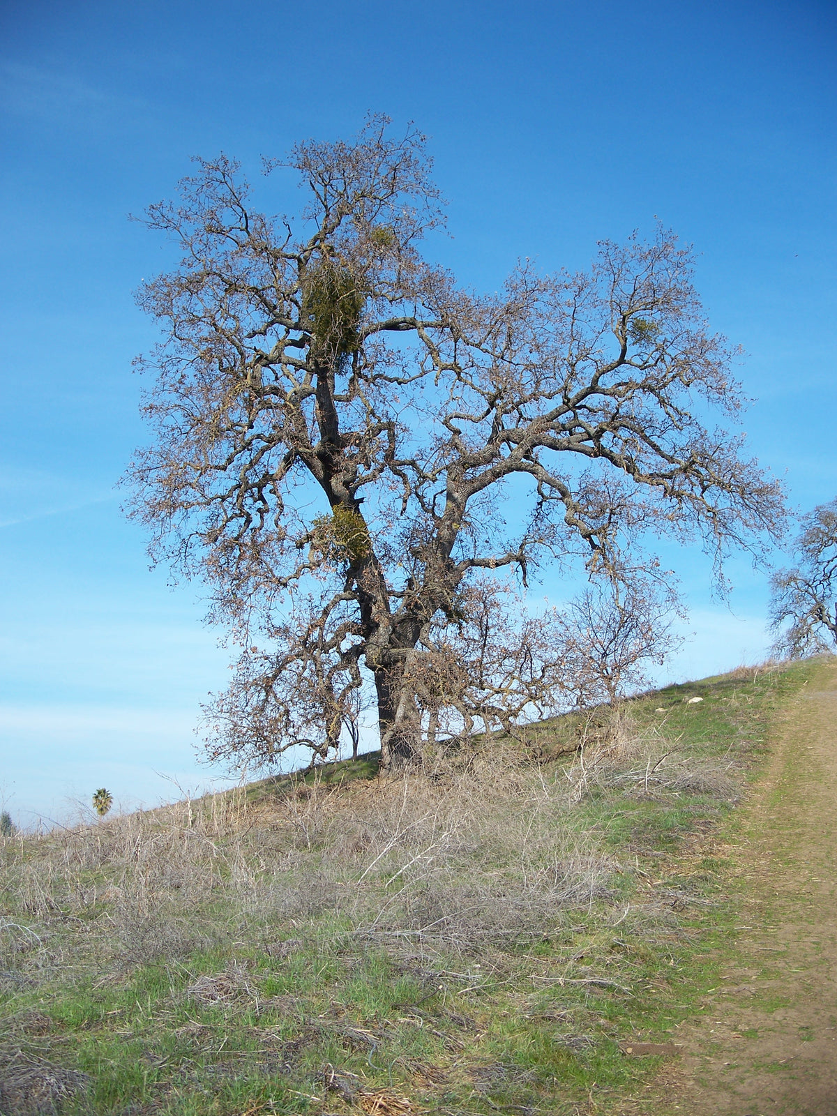 Valley oak Quercus lobata photographed in winter; representative species image, not a photograph of the individual nursery tree