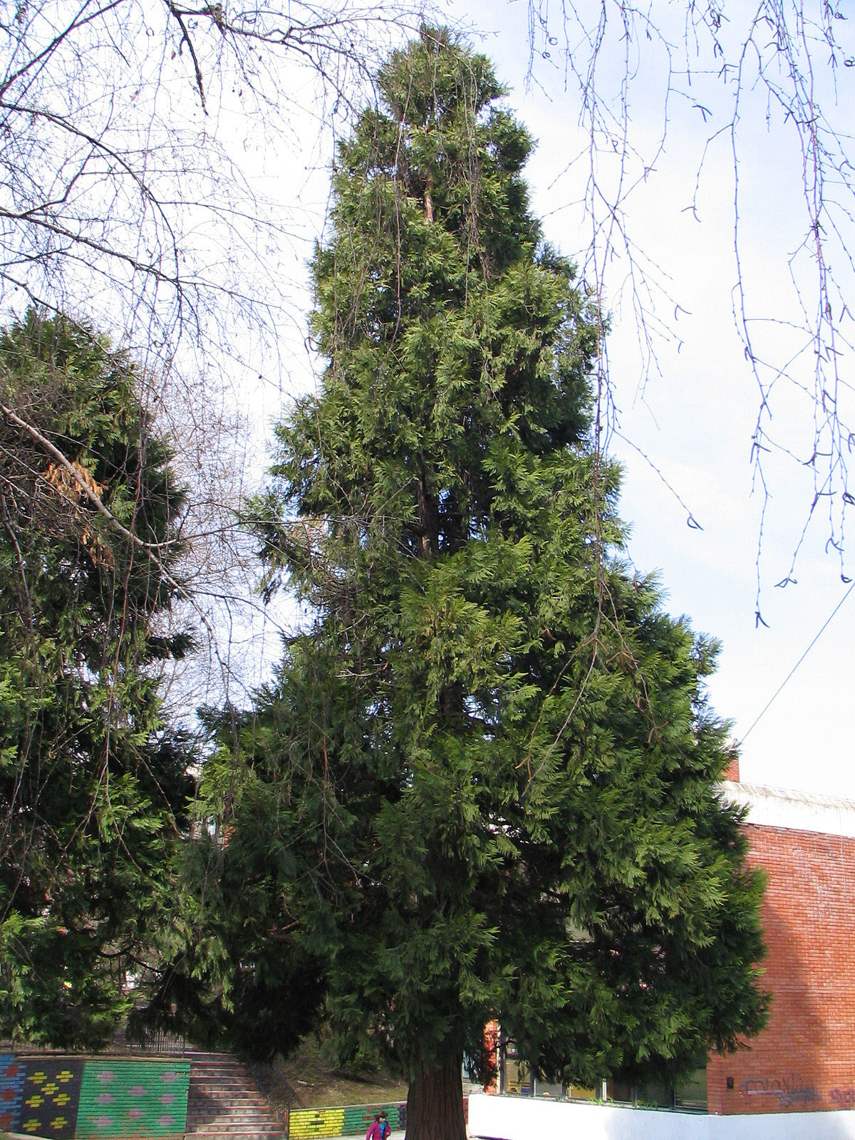 Incense cedar Calocedrus decurrens mature tree; representative species photograph, not actual nursery stock