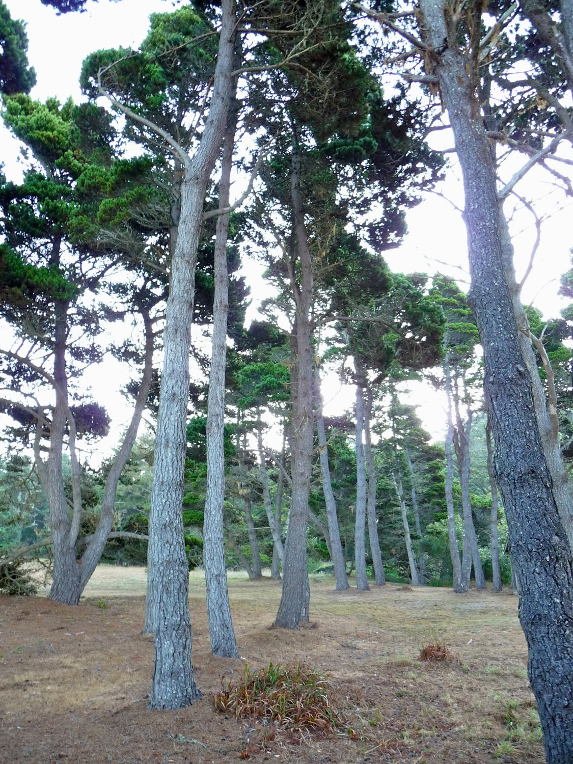 Bishop Pine botanical species photograph, representative only, not actual nursery stock