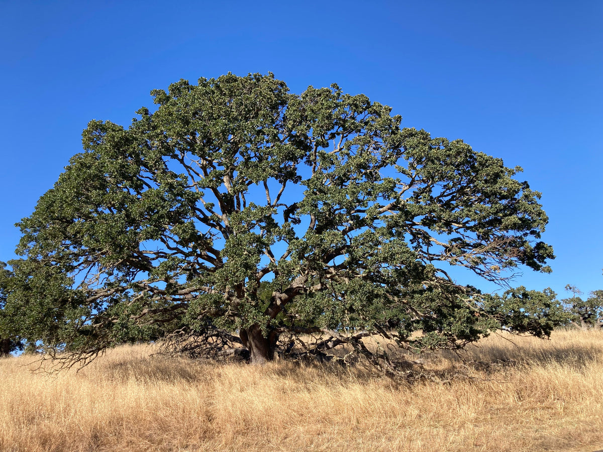 Blue Oak Quercus douglasii mature tree, species reference only; not the actual nursery stock or trained tree form
