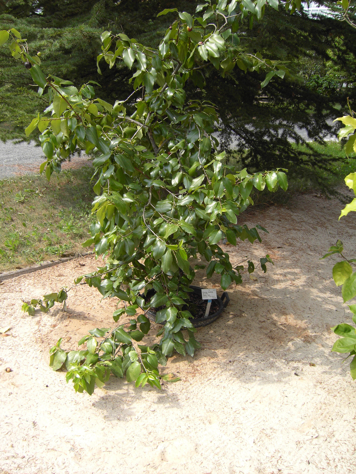 Hollyleaf Cherry (Prunus ilicifolia), representative species photo, not actual nursery stock