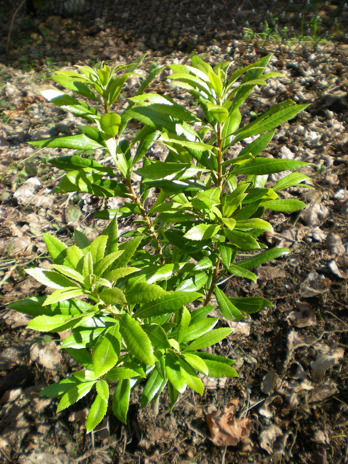 Pacific Wax Myrtle Morella californica, representative species photograph, not individual nursery stock