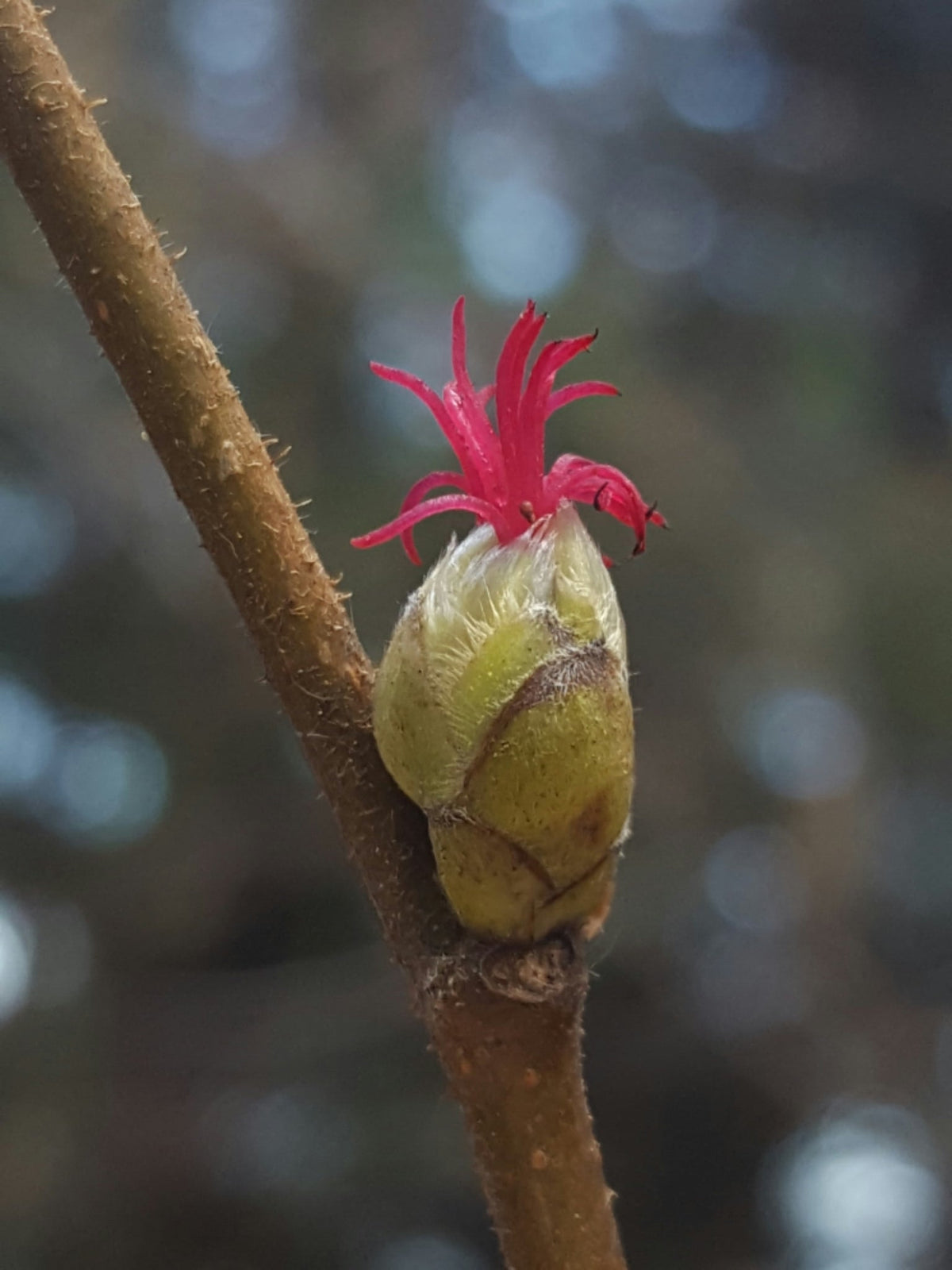 California Hazelnut Corylus cornuta subsp. californica, representative species photograph, not individual nursery stock