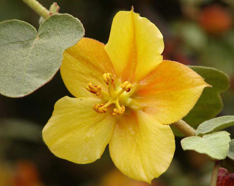 Ken Taylor Flannel Bush, cultivar reference photograph, not the reserved nursery plant