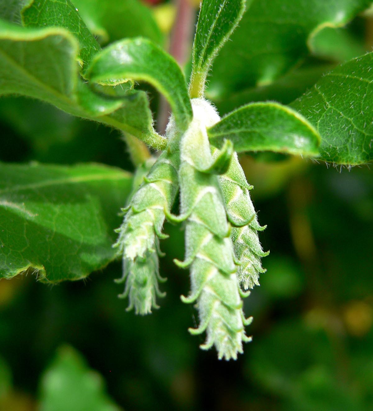 Garrya elliptica James Roof coast silk tassel cultivar, representative botanical photograph, not exact stock