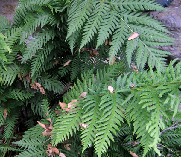 Giant Chain Fern, representative botanical species photograph, not actual nursery stock