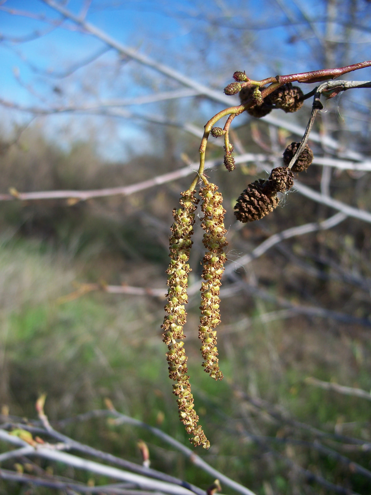 White alder Alnus rhombifolia representative botanical photograph by Eugene Zelenko, not actual nursery tree