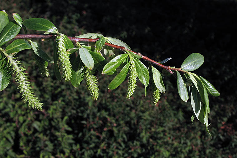 Red Willow — California Native representative botanical image, not actual nursery stock