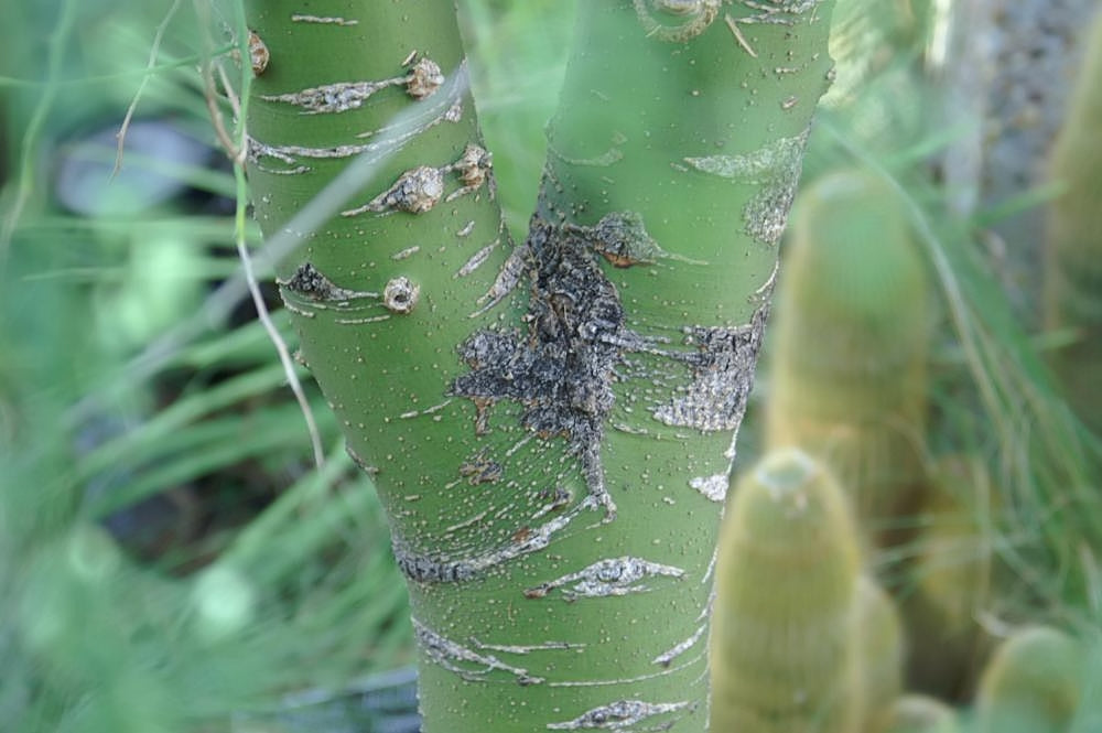 Blue Palo Verde species reference photograph; not exact nursery specimen