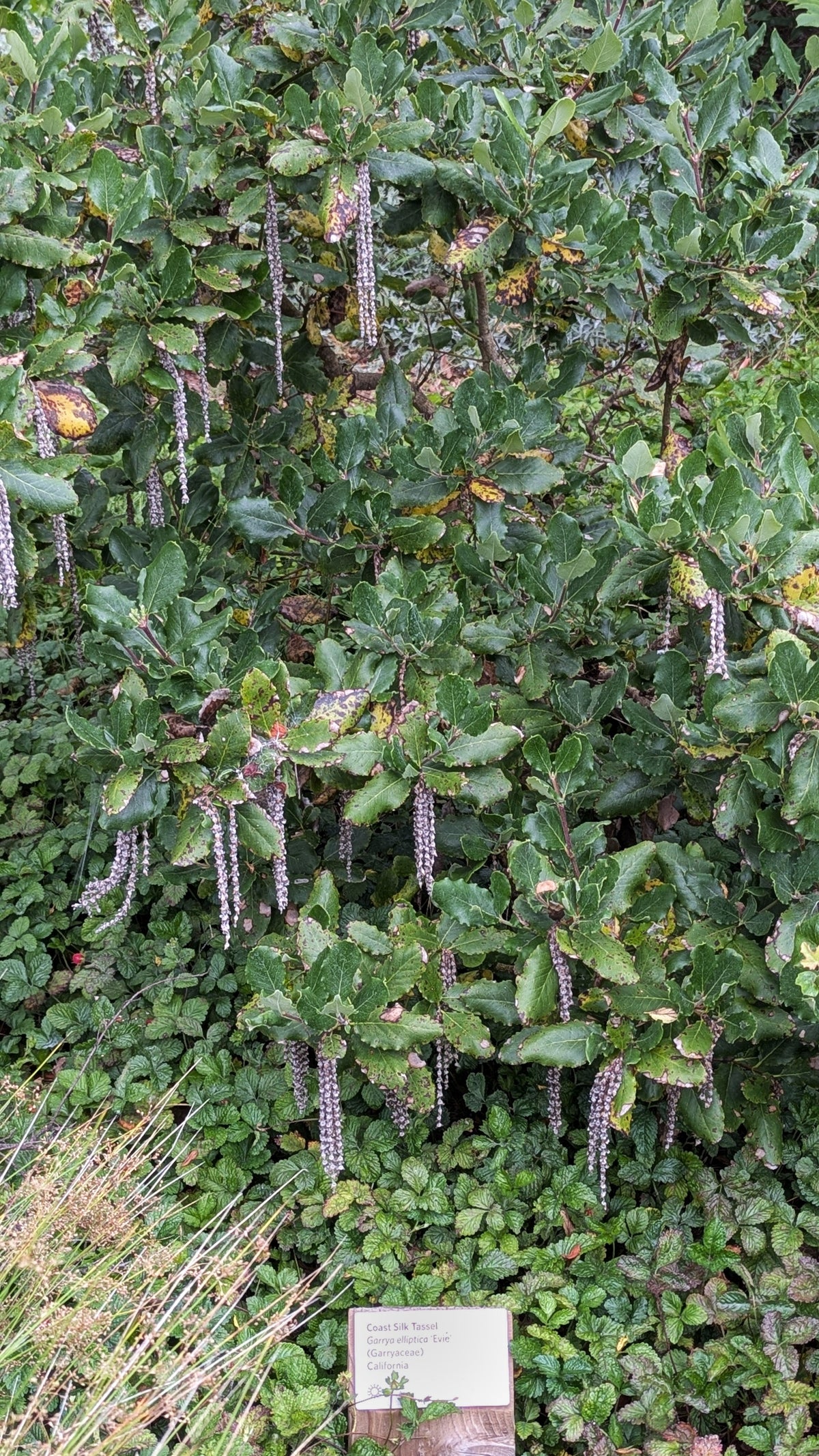 Evie Garrya elliptica coast silk tassel cultivar at Golden Gate Park; representative not nursery stock