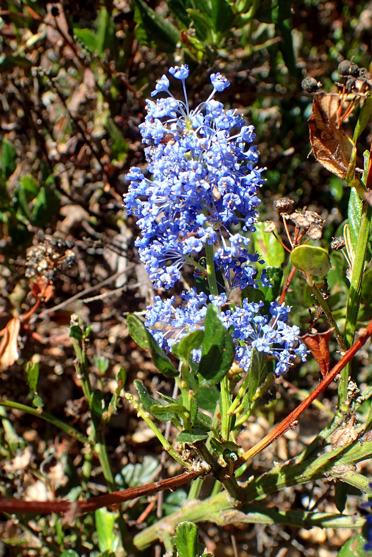 Ceanothus thyrsiflorus Skylark cultivar at Humboldt Botanical Garden, representative image not actual nursery stock