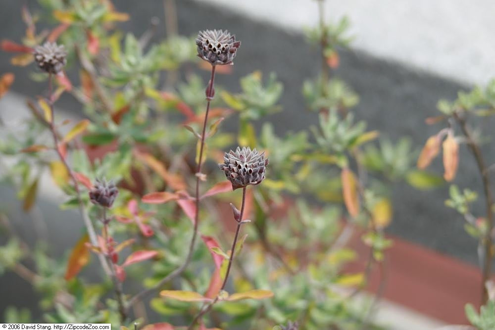 Salvia Whirly Blue cultivar botanical reference photo not actual nursery specimen